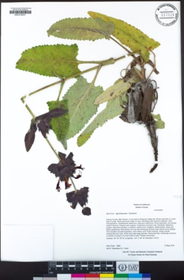 Salvia spathacea image