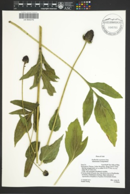 Image of Rudbeckia montana