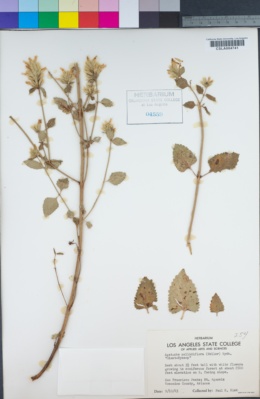 Agastache pallidiflora image