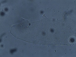 Pilatobius nodulosus image
