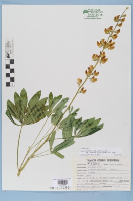 Lupinus latifolius var. leucanthus image