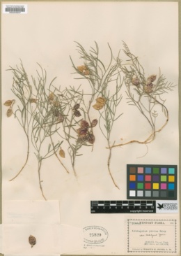Astragalus pictus var. magnus image