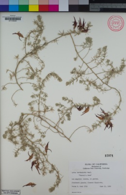 Image of Lotus berthelotii