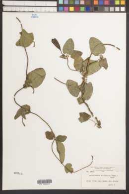 Aristolochia californica image