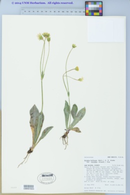 Krigia biflora var. viridis image