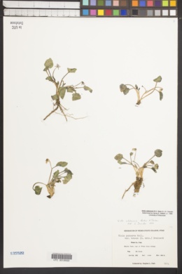 Viola utahensis image