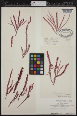 Neoptilota californica image