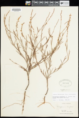 Polygonum douglasii subsp. majus image