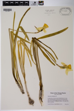 Narcissus cyclamineus image