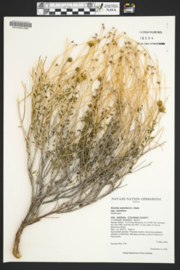 Encelia resinifera subsp. resinifera image