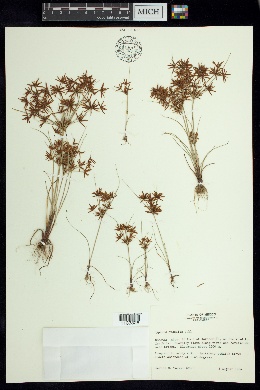 Cyperus amabilis image