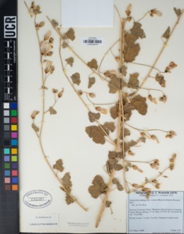 Sphaeralcea ambigua var. rosacea image