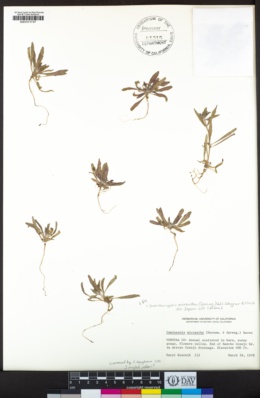 Camissoniopsis micrantha image