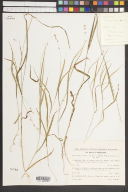 Melica uniflora image