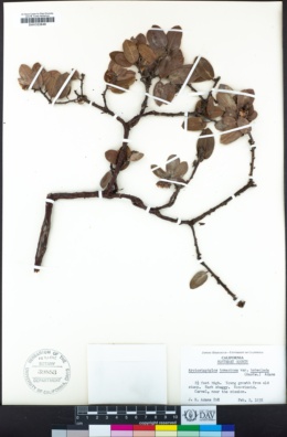 Arctostaphylos tomentosa image