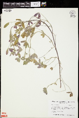 Trifolium echinatum image