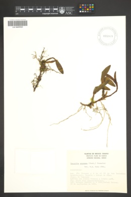 Image of Encyclia pygmaea