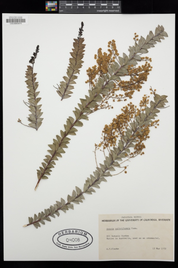 Acacia cultriformis image
