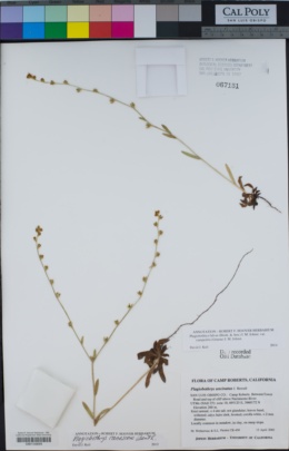 Image of Plagiobothrys fulvus