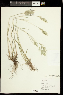 Image of Bromus pseudothominii