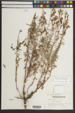 Penstemon triphyllus subsp. triphyllus image