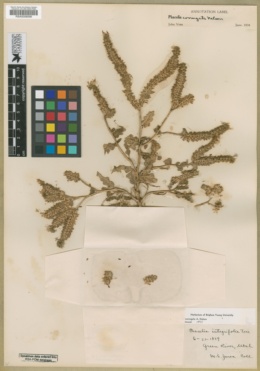 Phacelia crenulata image
