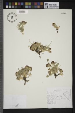 Trifolium andersonii var. andersonii image