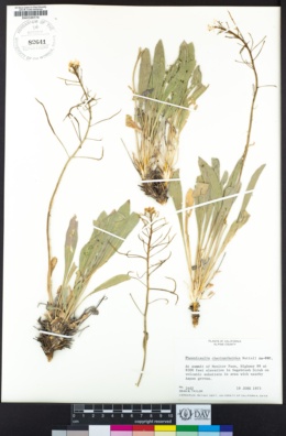 Phoenicaulis cheiranthoides image