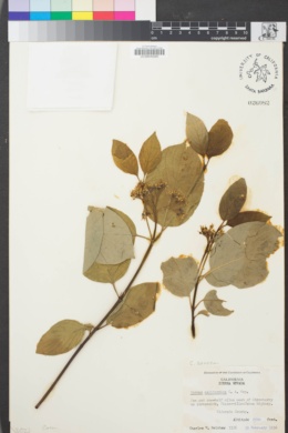 Image of Cornus sericea