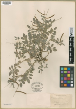 Coursetia caribaea var. sericea image