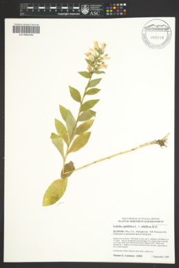 Lobelia siphilitica f. albiflora image