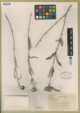 Image of Viguiera angustifolia