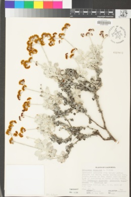 Eriogonum crocatum image