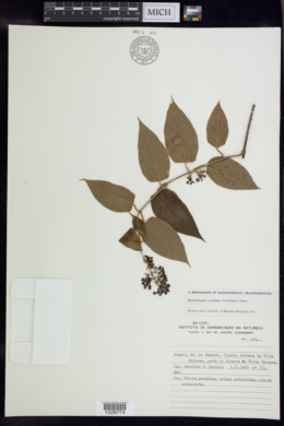 Banisteriopsis schwannioides image