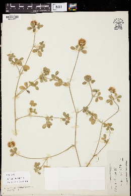 Image of Trifolium aintabense