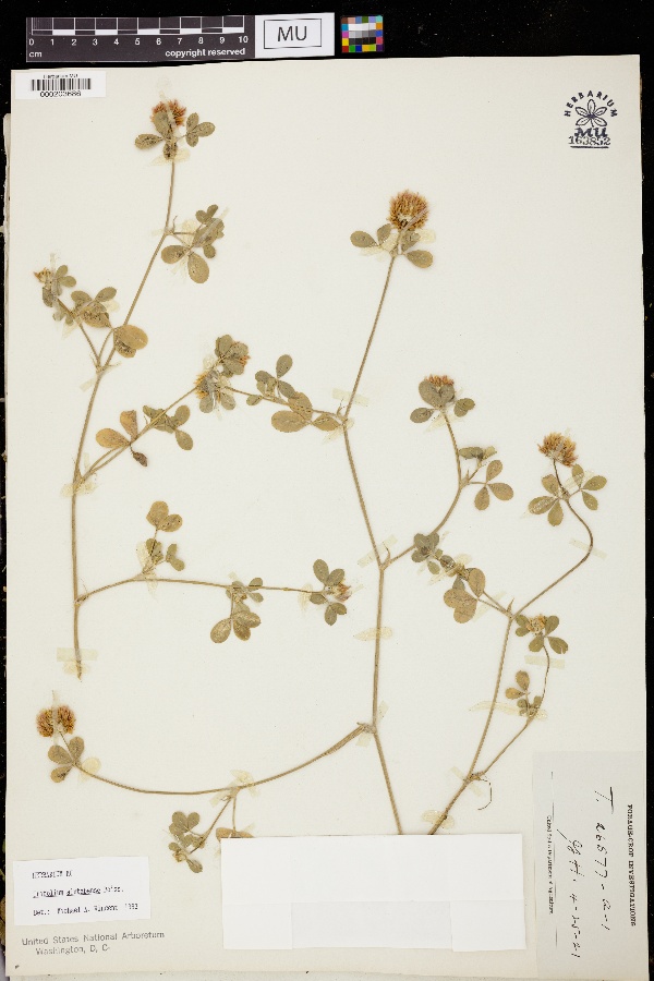 Trifolium aintabense image