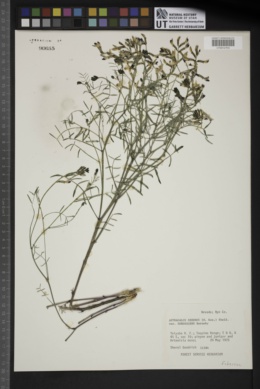 Astragalus serenoi var. sordescens image