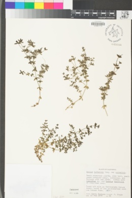 Galium nuttallii subsp. nuttallii image