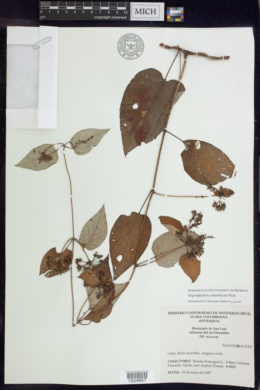 Stigmaphyllon columbicum image