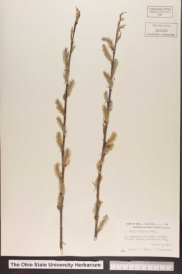 Salix rigida var. angustata image