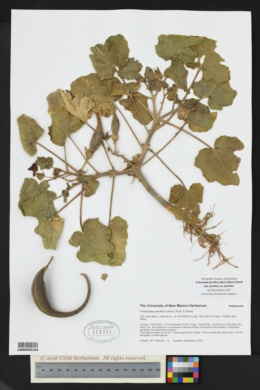 Proboscidea parviflora subsp. parviflora image