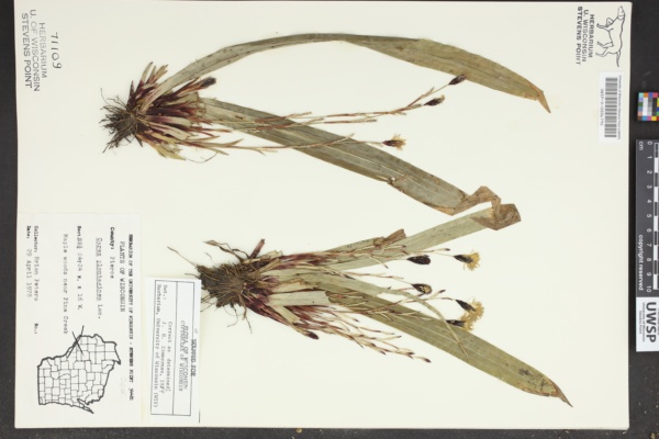 Carex plantaginea image
