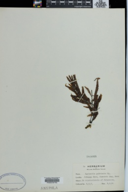 Myriactis pulvinata image
