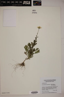 Leucanthemum paludosum image