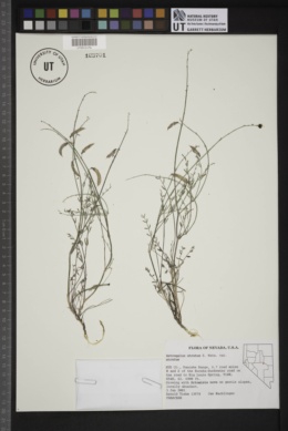 Astragalus atratus var. atratus image
