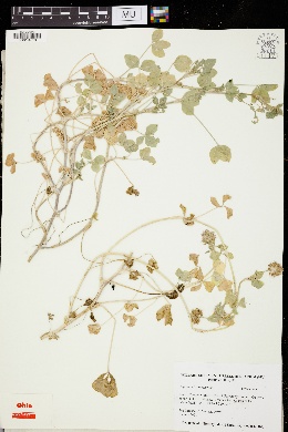 Trifolium isthmocarpum image