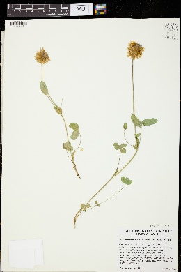 Trifolium eriocephalum var. piperi image