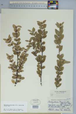 Paxistima myrsinites subsp. myrsinites image