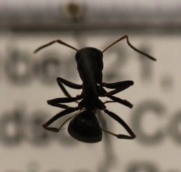 Formica subsericea image