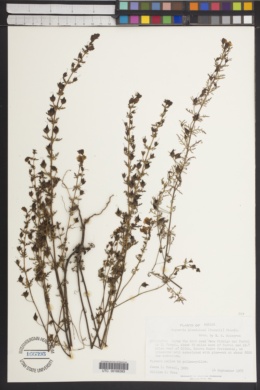 Seymeria glandulosa image